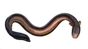 Fish, Pisces, Gymnotus eletricus, Electric Eel, Historical, digitally restored reproduction from a 19th century original, Record date not stated