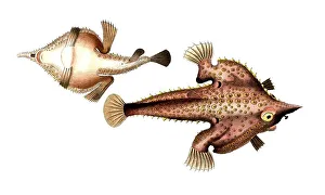 Fish, Pisces, Lophius vespertilio, Historical, digitally restored reproduction from a 19th century original, Record date not stated