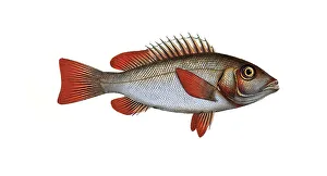 Fish, Pisces, Lutjanus erythropterus, the redfin, Rhe Red-fin, Historical, digitally restored reproduction from a 19th century original, Record date not stated