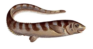 Fish, Pisces, Notocanthus nasus, Spinyback, the Notocanth, Historic, digitally restored reproduction from a 19th century original, Record date not stated