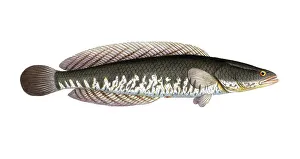 Fish, Pisces, Ophicephalus striatus, Channa striata, the striped snakehead, Historical, digitally restored reproduction from a 19th century original, Record date not stated