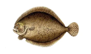 Fish, Pisces, Scophthalmus maximus, Syn.: Psetta maxima, Bothus maximus, Rhombus maximus, The turbot, Historical, digitally restored reproduction from a 19th century original, Record date not stated