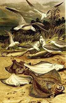 Fish, Plaice or european plaice (Pleuronectes platessa)