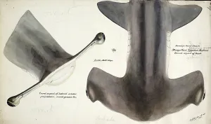 Fish, reproduction of an original, by Frank Edward Clarke (b. 1849, d. 1899), ichthyologist and scientific draughtsman