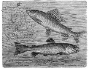 Fish (Salmonidae) 1. European grayling (Thymallus thymallus)