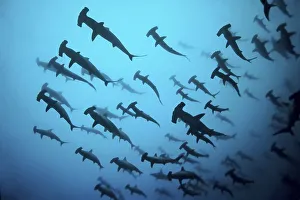Fish school, shoal Scalloped Hammerheads ( Sphyrna lewini) in turbid water