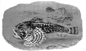 Fish, sea scorpion, Myoxocephalus scorpius