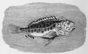 Fish, Sea toad, black scorpionfish (Scorpaena porcus)