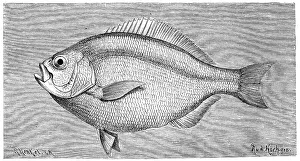 Fish, Silver double hole, Ditrema argenteum