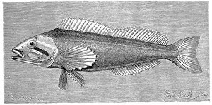 Fish, Six-heron, Chirus hexagrammus