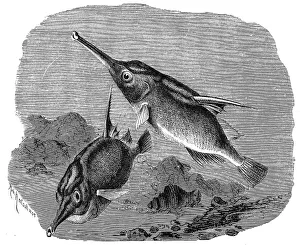 Fish, Snipe, Centriscus longspine snipefish (Macroramphosus scolopax)