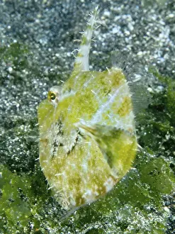 A fish with a spiny fin, seagrass filefish (Acreichthys tomentosus)