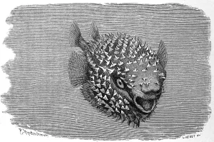 Fish, Spotted or spot-fin porcupinefish (Diodon hystrix)