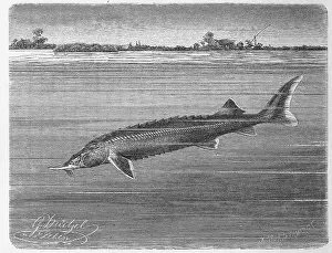 Fish, Sterlet (Acipenser ruthenus)