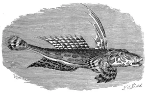 Fish, Striped lyrefish, Golden goby