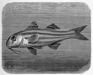 Fish, striped red mullet (Mullus surmuletus)