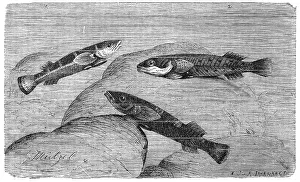 Fish, sucker, shield belly, two-spot sucker