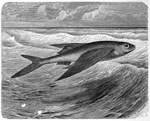 Fish, swallowfish, Exocoetus volitans