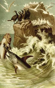 Fish, swordfish (Xiphias gladius)