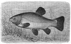 Fish, tench (Tinca tinca), also called the tench