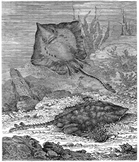 Fish, Thornback ray (Raja clavata)