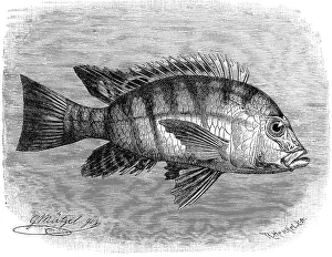 Fish, Tristrams chromis, Chromis tristram