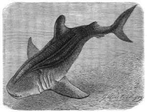 Fish, Whale Shark, Rough Shark