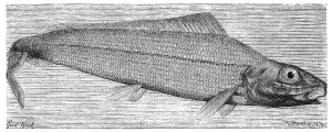 Fish, white herring, Bathythrissa dorsalis
