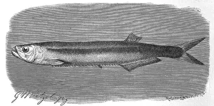 Fish, wolf herring dorab, Dorab wolf herring
