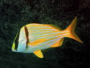 Fish with a yellow stripe pattern