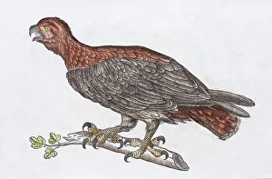 Fisherman or duck spoonbill (Aquila anataria)