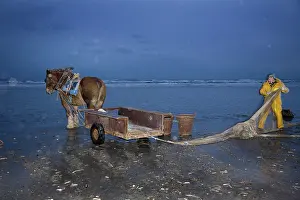 Fisherman with horse fishing for prawns
