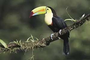 Fisherman's toucan (Ramphastos sulfuratus)<br> Fisherman's toucan (Ramphastos sulfuratus)