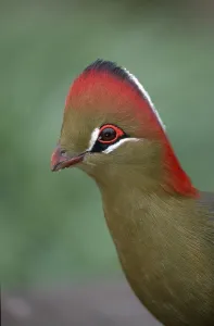 Fisherman's turaco (Tauraco fischeri)
