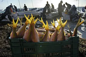 Fishermen with their catch early in the morning on the beach of Puerto Juarez