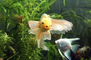 Fishes, Gold Fish (Chinese Oranda Hi Cap) Latin Name (Carassius Auratus) (Ptero Phyllum Scalare) and White Angel
