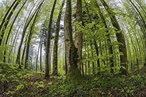 Fisheye perspective, trees, forest