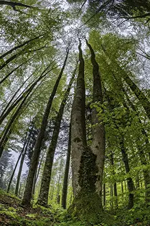 Fisheye perspective, trees, forest