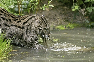 Fishing Cat (prionailurus viverrinus)