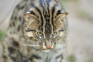 Fishing cat (Prionailurus viverrinus)