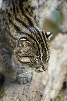Fishing cat (Prionailurus viverrinus)