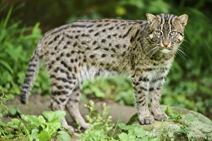 Fishing cat (Prionailurus viverrinus)