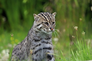 Fishing Cat (Prionailurus viverrinus)
