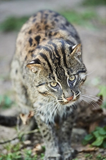 Fishing cat (Prionailurus viverrinus)