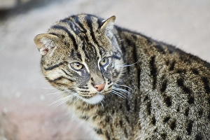 Fishing cat (Prionailurus viverrinus)