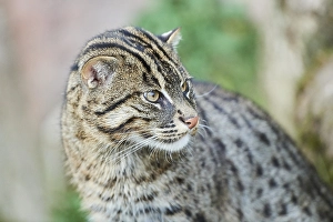 Fishing cat (Prionailurus viverrinus)