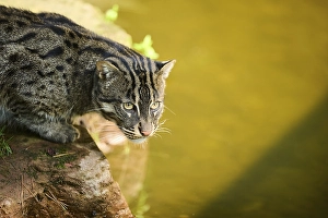 Fishing cat (Prionailurus viverrinus)