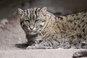 Fishing cat (Prionailurus viverrinus) lying on the ground