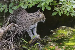 One fishing cat (Prionailurus viverrinus) peeking through dense riverine vegetation