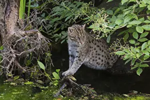 One fishing cat (Prionailurus viverrinus) peeking through dense riverine vegetation
